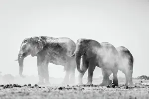 Herd Prints: Elephant herd dust bathing, Nxai Pan National Park, Botswana