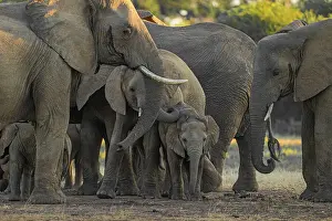 Elephants Prints: Elephant herd, Lower Zambezi National Park, Zambia
