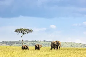 African Elephant Gallery: Elephant herd, Masaai Mara, Kenya