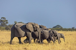 Family Prints: Elephant herd moving across the floodplains, Okavango Delta, Botswana