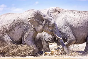 Salt Pans Prints: Elephant Herd, Nxai Pan National Park, Botswana