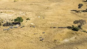 Images Dated 27th August 2021: Elephant Herd, Okavango Delta, Botswana