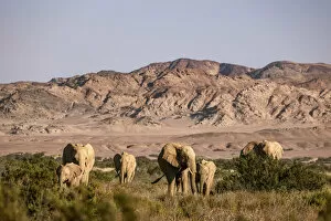 Images Dated 29th June 2022: Elephant herd, Skeleton Coast National Park, Namibia