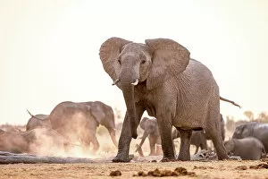 Images Dated 1st December 2022: Elephant, Hwange National Park, Zimbabwe