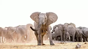 Images Dated 1st December 2022: Elephant, Hwange National Park, Zimbabwe