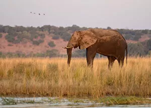 Elephant on island at Chobe River, Botswana flag, no mans land, Chobe National Park
