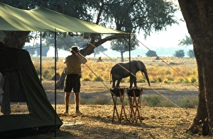 African Elephant Gallery: Elephant by John Stevens tented camp
