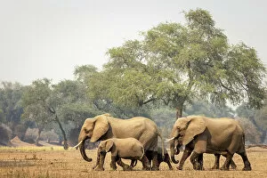Zimbabwe Collection: Elephant, Mana Pools National Park, Zimbabwe