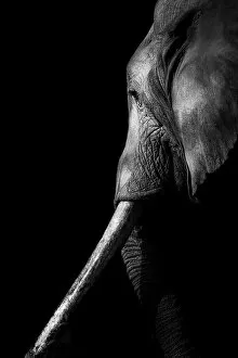 Images Dated 1st December 2022: Elephant, Mana Pools National Park, Zimbabwe