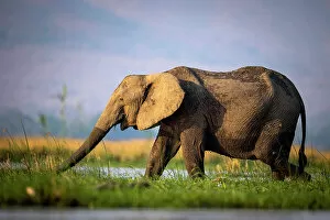 Images Dated 1st December 2022: Elephant, Mana Pools National Park, Zimbabwe