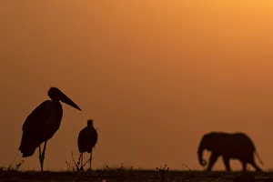 Marabou Stork Prints: Elephant and Marabou Stork silhouettes, Chobe River, Chobe National Park, Botswana