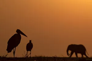 Dust Gallery: Elephant and Marabou Stork silhouettes, Chobe River, Chobe National Park, Botswana