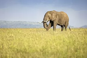 African Elephant Gallery: Elephant, Masaai Mara, Kenya