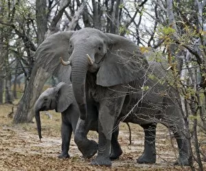 Wildlife Park Gallery: An elephant matriarch