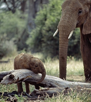 An elephant matriarch keeps a careful watch over her