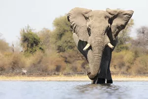 African Elephant Gallery: Elephant, Moremi Game Reserve, Okavango Delta, Botswana