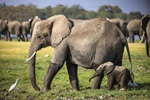African Elephant Gallery: Elephant Mother and Calf, Amboseli National Park, Kenya