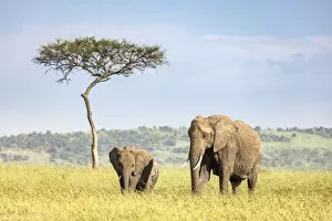 African Elephant Gallery: Elephant Mother and Calf, Masaai Mara, Kenya
