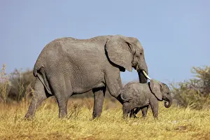 Young Prints: Elephant mother and calf, Moremi Game Reserve, Okavango Delta, Botswana