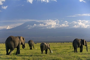 Elephant, Mt