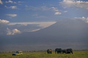 Mt Kilimanjaro Prints: Elephant, Mt