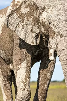 Images Dated 11th April 2022: Elephant, Nxai Pan National Park, Botswana
