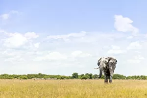 Images Dated 11th April 2022: Elephant, Nxai Pan National Park, Botswana