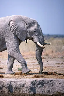 Nxai Pan Prints: Elephant, Nxai Pan National Park, Botswana