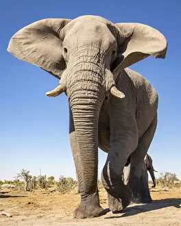 African Elephant Gallery: Elephant, Okavango Delta, Botswana