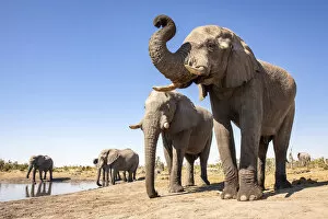 Images Dated 17th June 2020: Elephant, Okavango Delta, Botswana