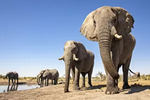 Images Dated 17th June 2020: Elephant, Okavango Delta, Botswana