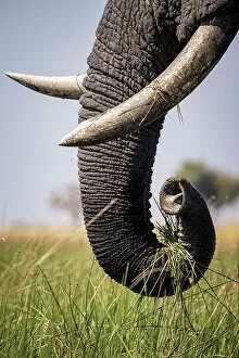 Images Dated 16th September 2022: Elephant, Okavango Delta, Botswana