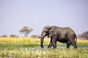 Elephant, Okavango Delta, Botswana