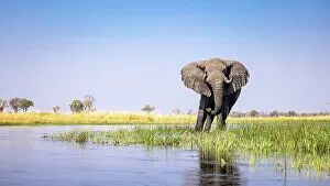 Images Dated 16th September 2022: Elephant, Okavango Delta, Botswana
