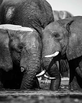 Images Dated 16th December 2022: Elephant, Okavango Delta, Botswana