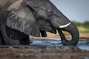 Images Dated 16th December 2022: Elephant, Okavango Delta, Botswana