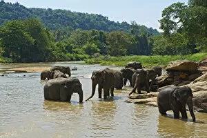 Images Dated 27th June 2017: Elephant Orphanage, Pinnawela, Sri Lanka