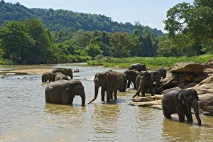 Elephant Orphanage, Pinnawela, Sri Lanka