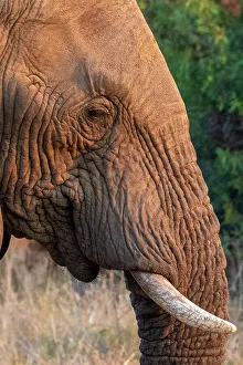 Trunks Prints: An Elephant at Pilanesberg National Park, North West Province, South Africa