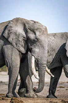 Elephant portrait, Okavango Delta, Botswana
