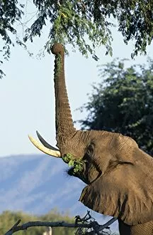 Images Dated 10th February 2009: An elephant reaches up with his trunk to feed from a tree