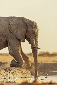Drinking Prints: Elephant reaching for water at a waterhole, Nxai Pan National Park, Botswana