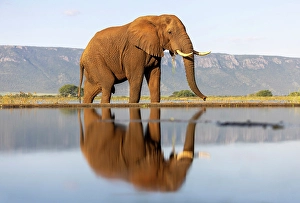 Elephants Prints: Elephant and reflection, Zimanga Private Game Reserve, Natal, South Africa