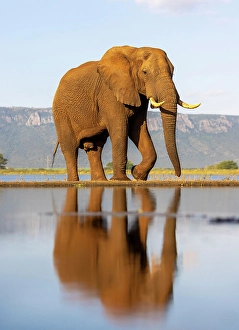 Premium Selects 2024 Prints: Elephant and reflection, Zimanga Private Game Reserve, Natal, South Africa