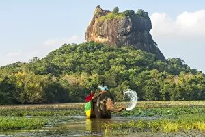 Elephant Gallery: Elephant ride with Lion Rock, Ancient Rock Fortress behind, Sigiriya, Sri Lanka