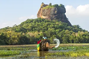 Sri Lanka Prints: Elephant ride with Lion Rock, Ancient Rock Fortress behind, Sigiriya, Sri Lanka