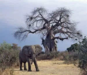 African Elephants Gallery: An elephant in the Ruaha National Park of Southern Tanzania