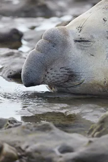 Puerto Madryn Prints: Detail of an elephant seal lying on the beach of Punta Ninfas