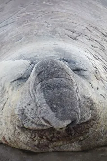 Detail of an elephant seal lying on the beach of Punta Ninfas, Chubut, Patagonia, Argentina