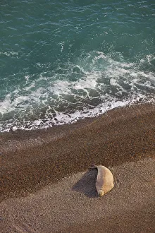 Puerto Madryn Prints: An elephant seal lying on the beach of Punta Ninfas at sunset